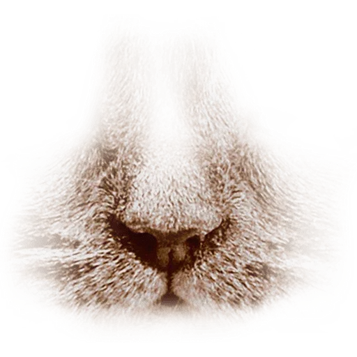 Animal Faces Masks - Sticker 12