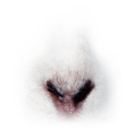 Animal Faces Masks - Sticker 20