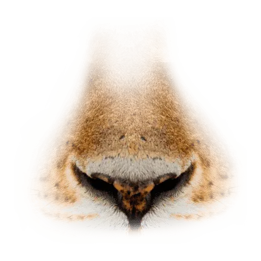 Animal Faces Masks - Sticker 16