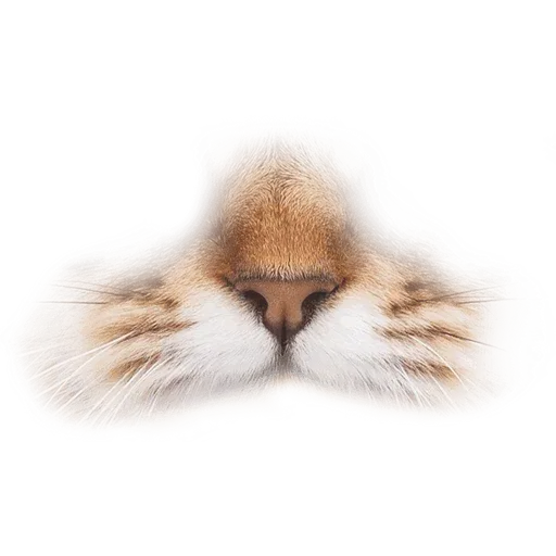 Animal Faces Masks - Sticker 27