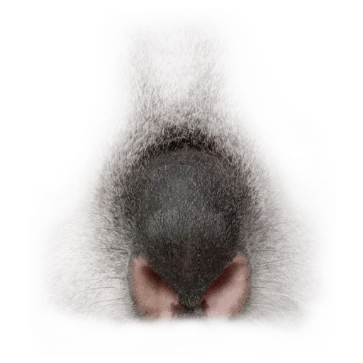 Animal Faces Masks - Sticker 10