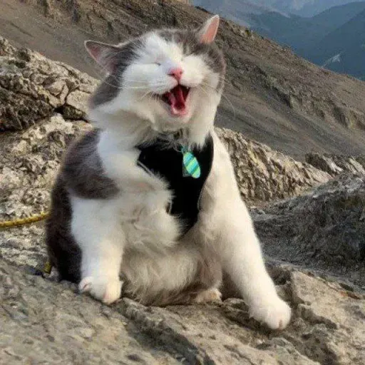 Cat 3.0 - Sticker 22