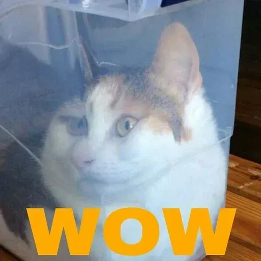 Cat 3.0 - Sticker 30