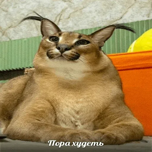шлёпанцы - Sticker 22