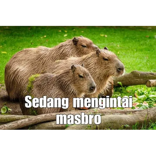 Masbro - Sticker 16