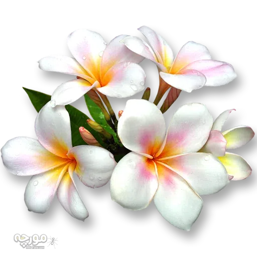 Gywangi - Sticker 23
