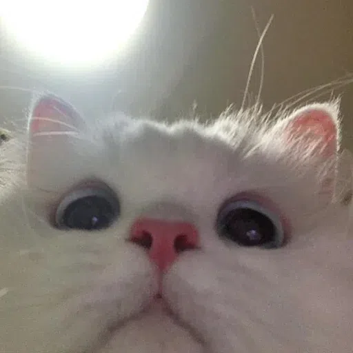 cutecat - Sticker 15