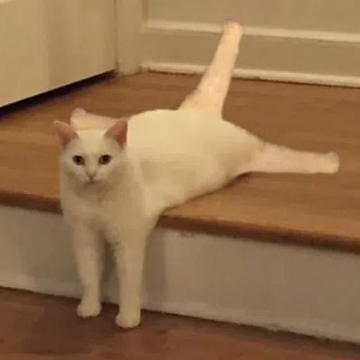 cutecat - Sticker 17