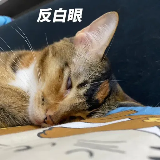 金絲貓3 - Sticker 18