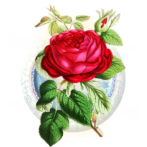 Gol - Sticker 16