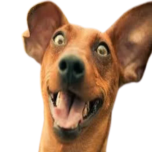 crazydose - Sticker 9