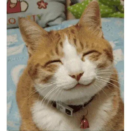 Animolz - Sticker 21