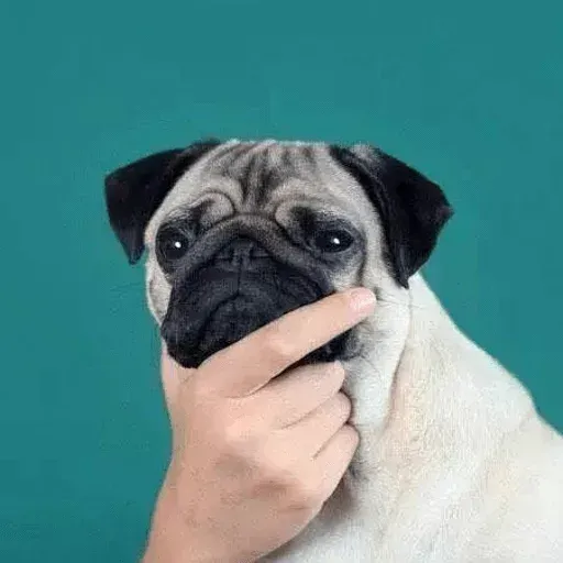 Animolz - Sticker 23