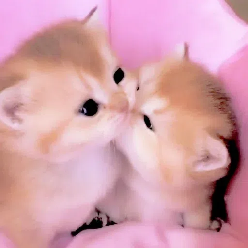 Animalcute - Sticker 21