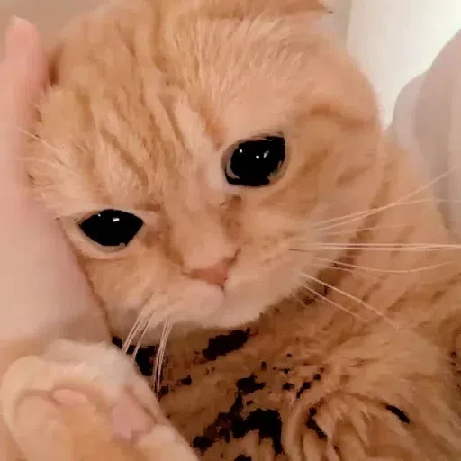Animalcute - Sticker 11