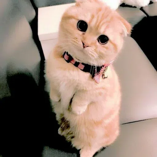 Animalcute - Sticker 14