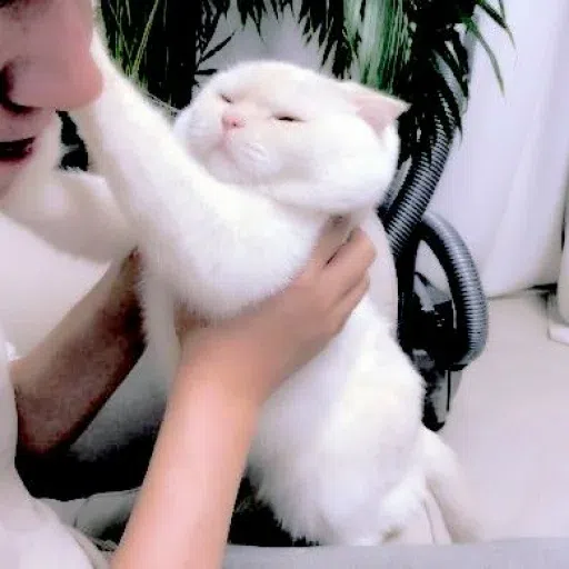 Animalcute - Sticker 13
