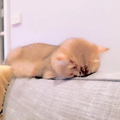 Animalcute - Sticker 16