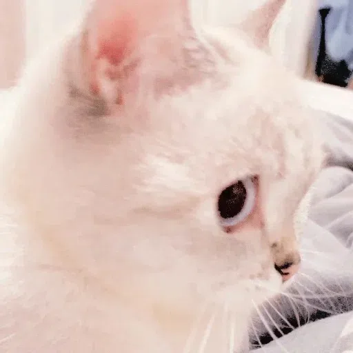 Animalcute - Sticker 23