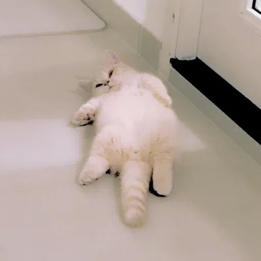 Animalcute - Sticker 30