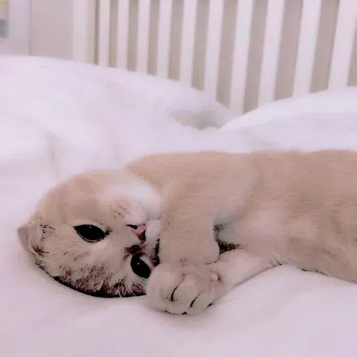 Animalcute - Sticker 19