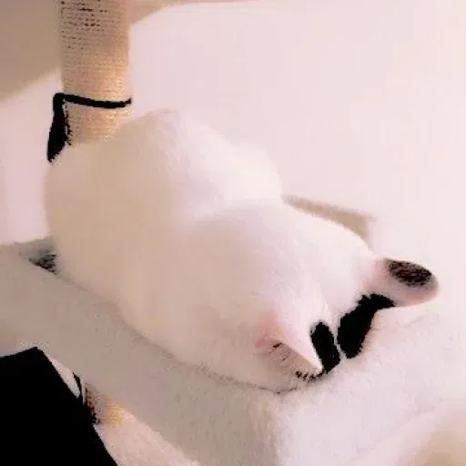 Animalcute - Sticker 17