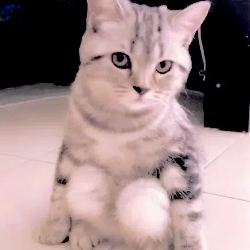Animalcute - Sticker 15