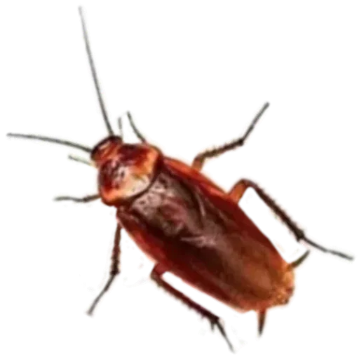 Jaja - Sticker 13