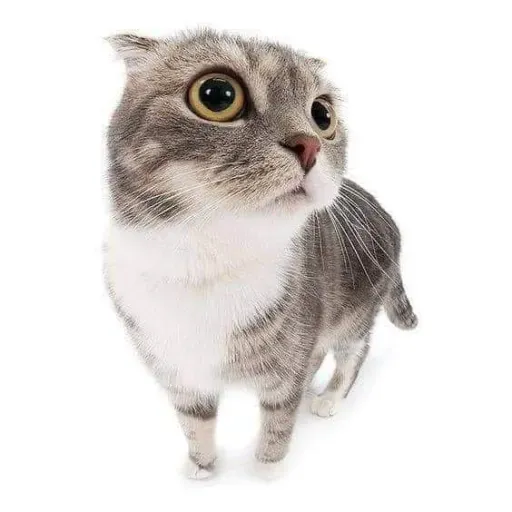 Cats - Sticker 16