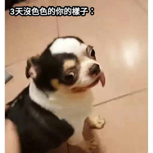 吉掰狗勾 - Sticker 18