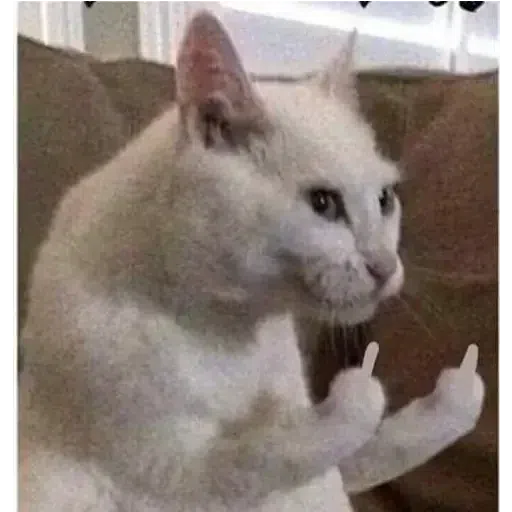 Cat22 - Sticker 16