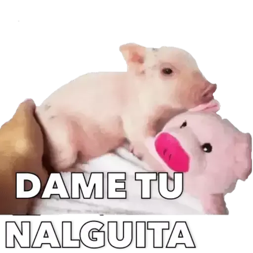 Puerquito - Sticker 16