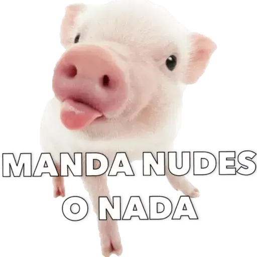 Puerquito - Sticker 12