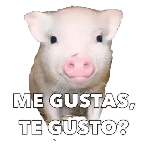 Puerquito - Sticker 17
