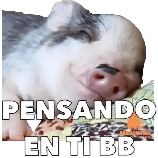 Puerquito - Sticker 15