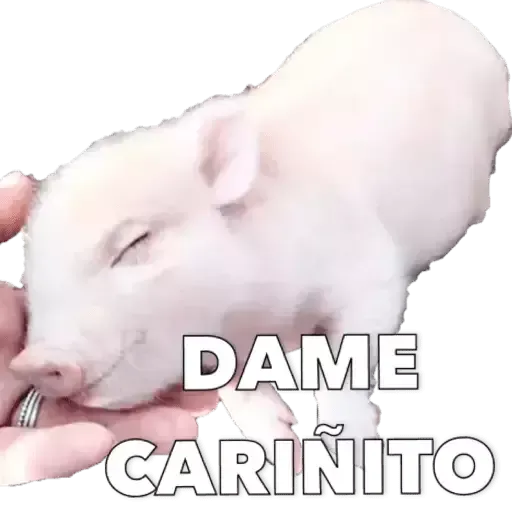 Puerquito - Sticker 9