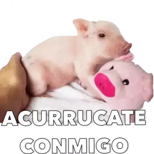 Puerquito - Sticker 13