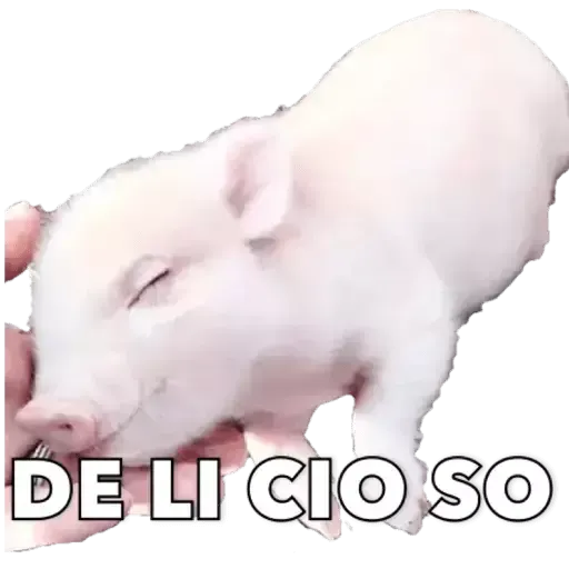 Puerquito - Sticker 11