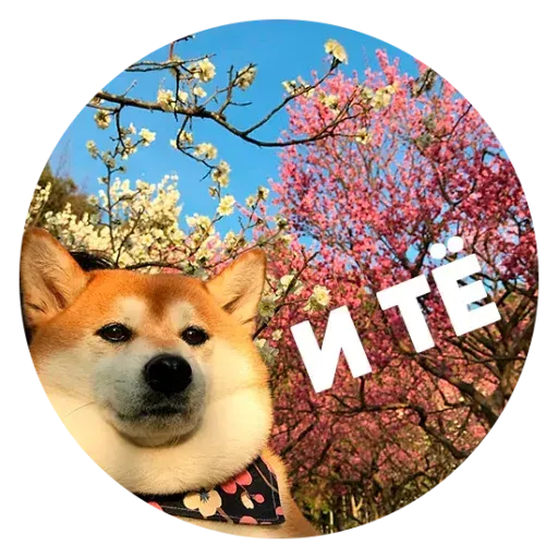 aleshaanimals - Sticker 20
