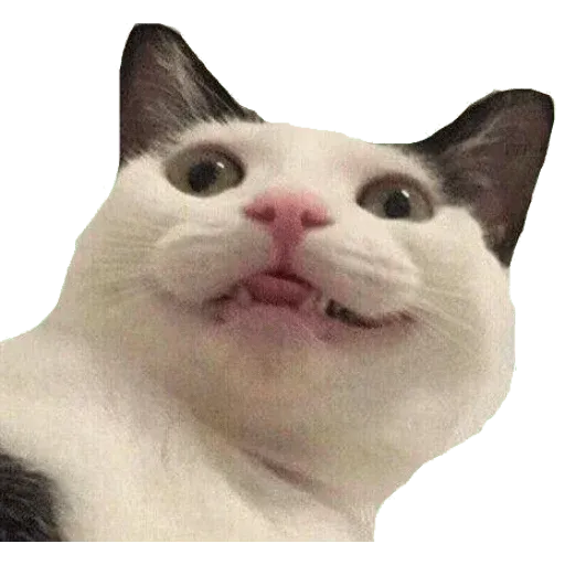 aleshaanimals - Sticker 27