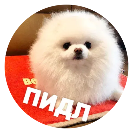 aleshaanimals - Sticker 21