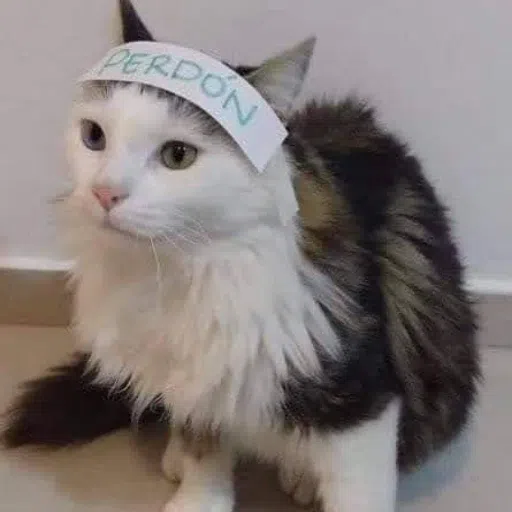 Mas Gatus - Sticker 9