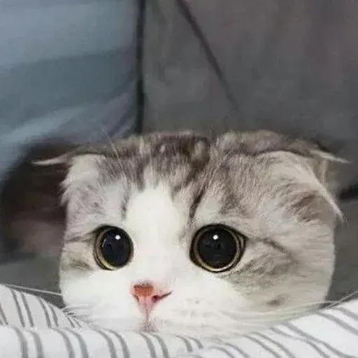 Meow:3 (1) - Sticker 22