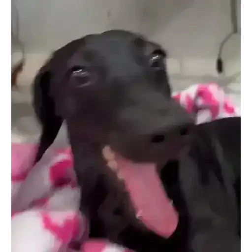 TikTok Animated Memes 5 - Sticker 27