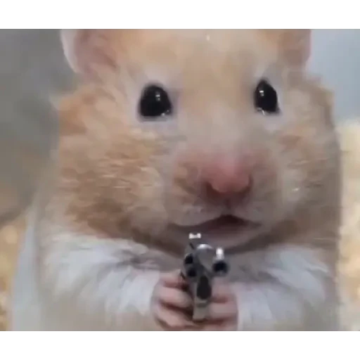 TikTok Animated Memes 5 - Sticker