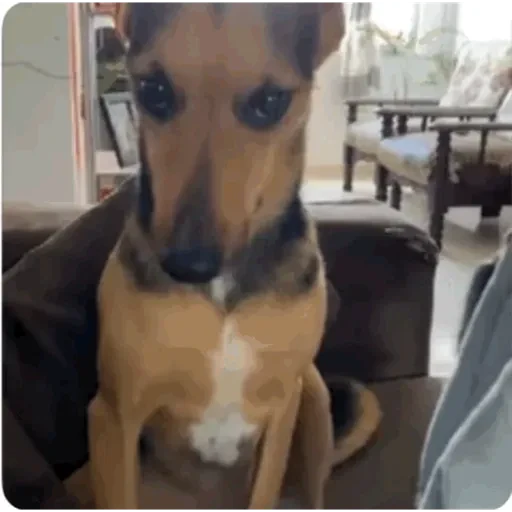 TikTok Animated Memes 5 - Sticker 11
