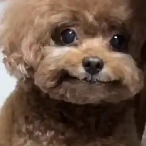 TikTok Animated Memes 5 - Sticker 29