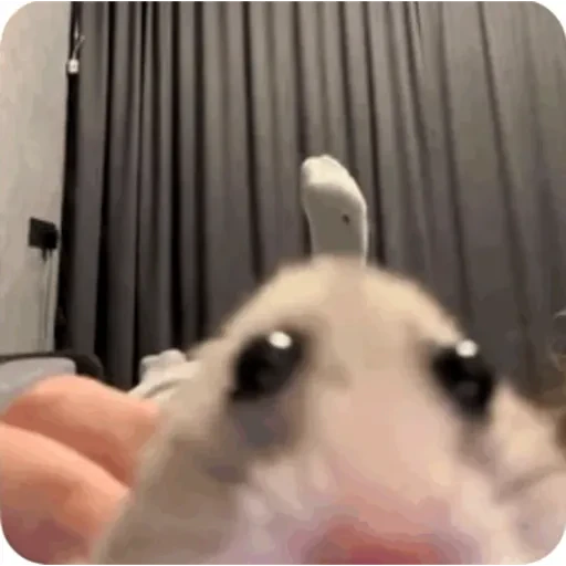 TikTok Animated Memes 5 - Sticker 9