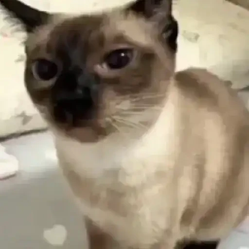 TikTok Animated Memes 5 - Sticker 24