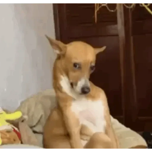 TikTok Animated Memes 5 - Sticker 25